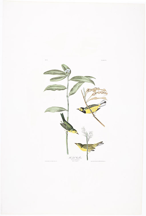 Hooded Warbler, plate CX